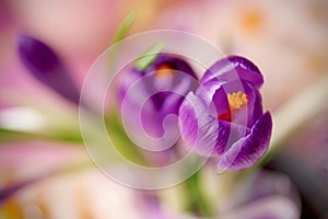 Purple crocus flower , spring flower crocus as a background