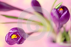 Purple crocus flower , spring flower crocus as a background