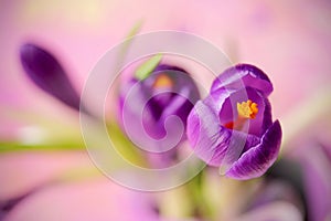 Purple crocus flower , spring flower crocus as a background