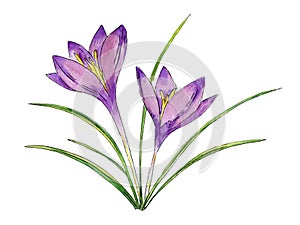 Purple crocus flower, spring primrose flower, watercolor illustration