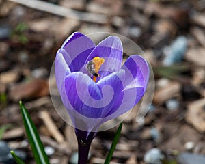 Purple crocus flower with tiny bee