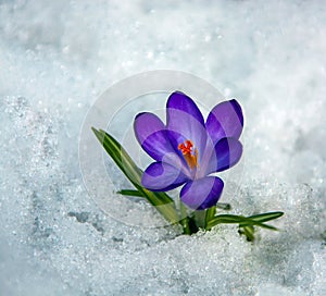 Purple crocus flower on white spring snow background