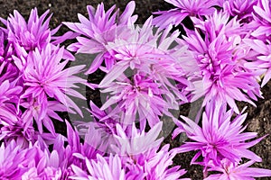 Purple crocus flowering in dark soil background, ornamental crocus flowers in autumn time