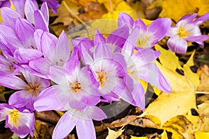 Purple crocus flowering in yellow leaves background, ornamental crocus flowers in autumn time