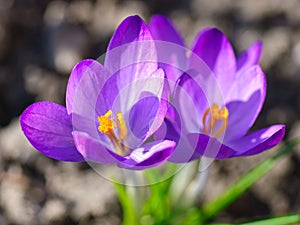 Purple crocus flowers photo