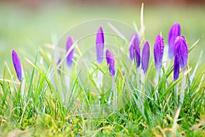 Purple crocus flowers