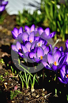 Purple Crocus Flowers as first Sign of Spring in Transylvania.