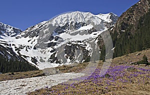 Purple crocus flowers and beautiful spring landscape in Fagaras mountains, Carpathians, Transylvania