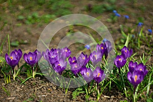 Purple crocus flowers bloom