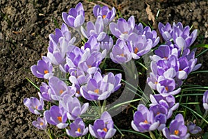 Purple crocus flowers bloom