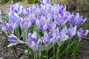 Purple crocus flowers bloom