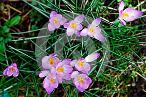 Purple crocus flowers bloom in spring