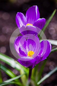 Purple crocus flowers blossom in spring