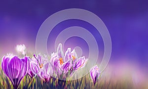 Purple Crocus flowers on blurred nature background banner ready