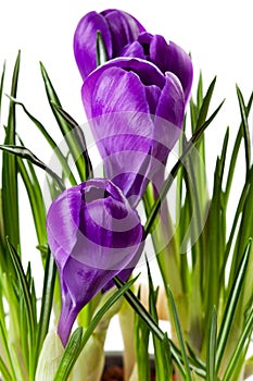 Purple Crocus flowers in closeup