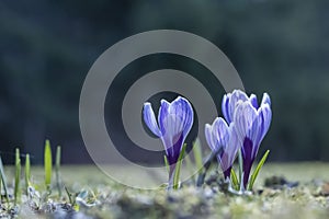 Purple crocus flowers in closeup, selective focus