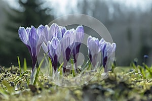 Purple crocus flowers in closeup, selective focus