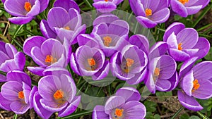 Purple crocus flowers