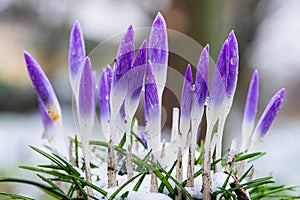 Purple Crocus flowers covered growing in a bed of snow and grass with a bokeh background.