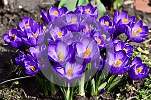 Purple crocus flowers in early springtime