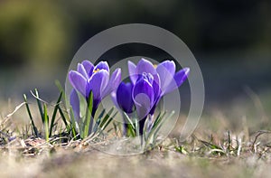 Purple crocus flowers in the garden in a beautiful evening light, selective focus.