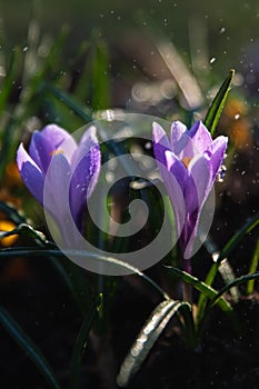 Purple crocus flowers in garden early spring with soft focus close-up. purple  flowers crocuses in drops of water at dawn in the s