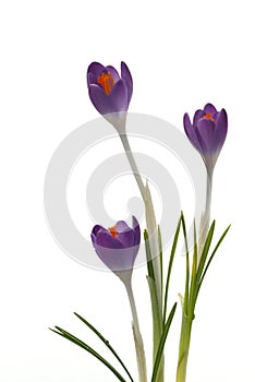 Purple Crocus Flowers isolated on white photo