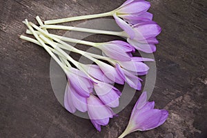 Purple crocus flowers on old wooden board. Rustic background. Top view