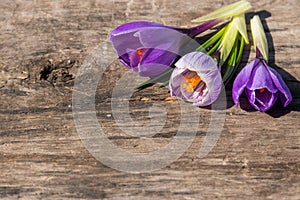 Purple crocus flowers on rustic wooden background