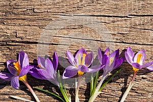 Purple crocus flowers on rustic wooden background