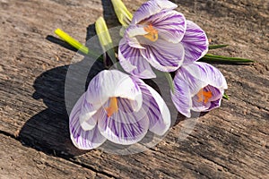 Purple crocus flowers on rustic wooden background