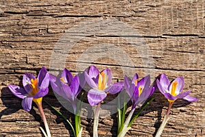 Purple crocus flowers on rustic wooden background