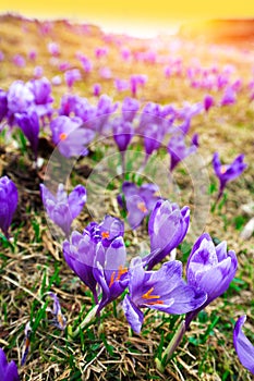 Purple crocus flowers in snow awakening in spring