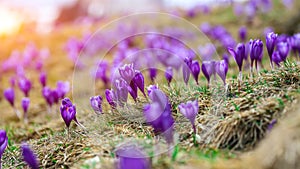 Purple crocus flowers in snow awakening in spring