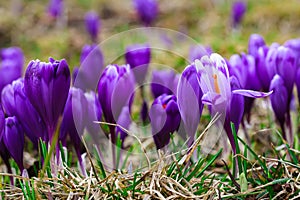 Purple crocus flowers in snow awakening in spring