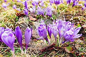 Purple crocus flowers in snow awakening in spring to the warm go