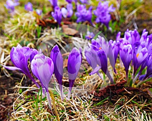 Purple crocus flowers in snow awakening in spring to the warm go