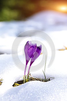 Purple crocus flowers in snow awakening in spring