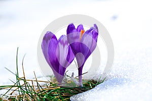 Púrpura azafrán flores en la nieve el despertar en la primavera 