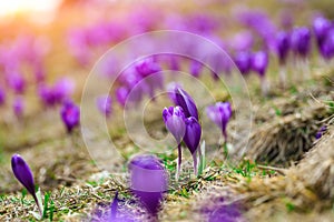 Purple crocus flowers in snow awakening in spring