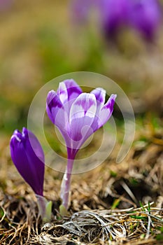 Purple crocus flowers in snow awakening in spring