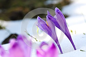 Purple crocus flowers in snow awakening in spring