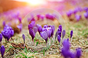 Purple crocus flowers in snow awakening in spring