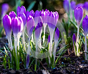 Purple crocus flowers in spring