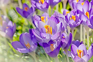 Purple Crocus Flowers, Spring Background