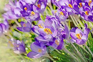 Purple Crocus Flowers, Spring Background