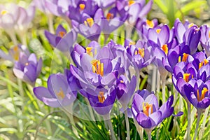 Purple Crocus Flowers, Spring Background