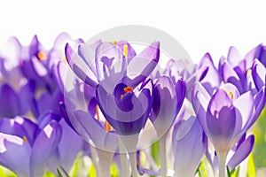 Purple Crocus Flowers, Spring Background