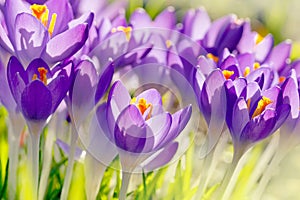 Purple Crocus Flowers, Spring Background