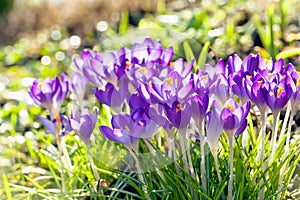 Purple Crocus Flowers, Spring Background